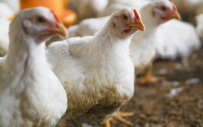 Gripe aviária: Brasil confirma novo foco em aves domésticas no Mato Grosso